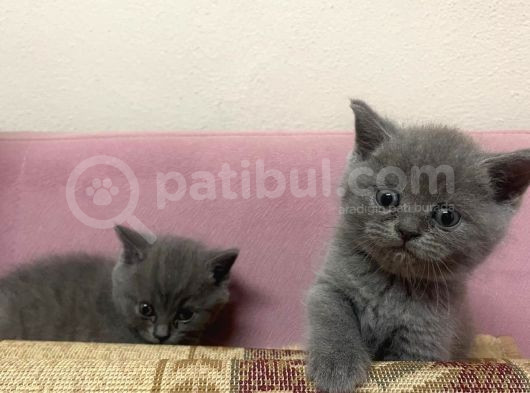 Safkan British Shorthair Yavrularımız Yeni Yuvalarına Hazır görsel