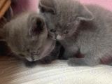 Safkan British Shorthair Yavrularımız Yeni Yuvalarına Hazır