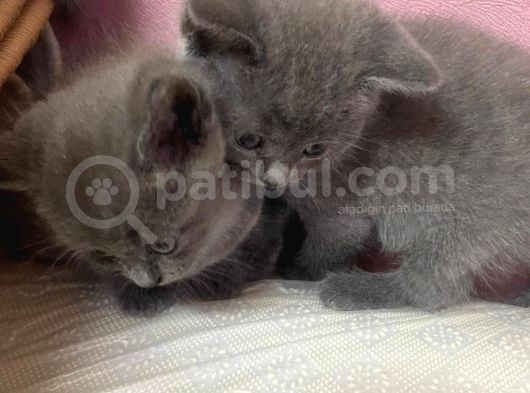 Safkan British Shorthair Yavrularımız Yeni Yuvalarına Hazır görsel