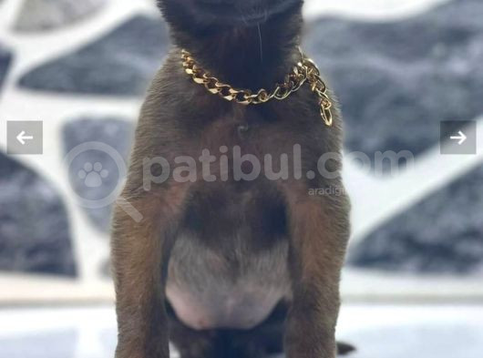 Minik Piranalar görsel