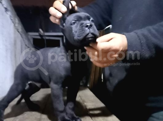 A Scr Canecoso Blue Ve Black Yavrularımız görsel