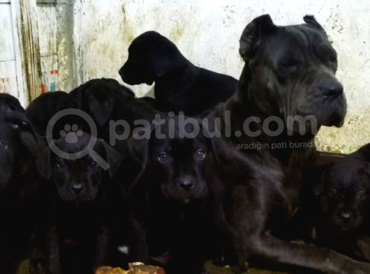 A Scr Canecoso Blue Ve Black Yavrularımız