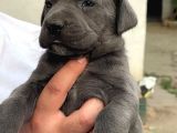 A Scr Canecoso Blue Ve Black Yavrularımız