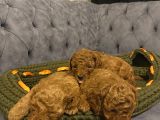 Minik Toy Poodle