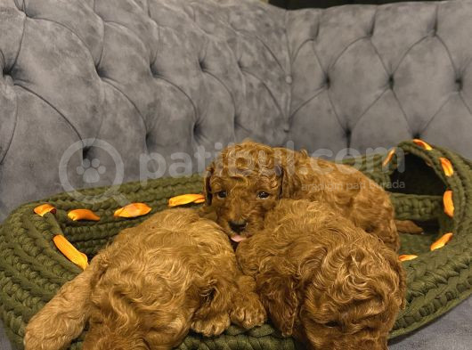 Minik Toy Poodle görsel