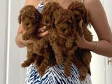 Minik Toy Poodle