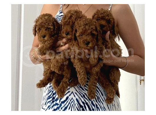 Minik Toy Poodle görsel