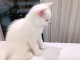 2 Aylık British Shorthair