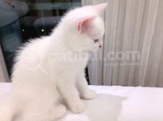 2 Aylık British Shorthair görsel