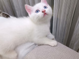 2 aylık british shorthair