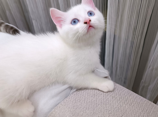 2 Aylık British Shorthair