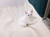 2 Aylık British Shorthair