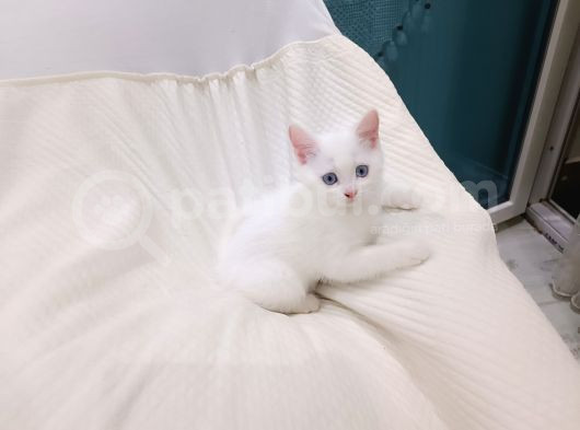 2 Aylık British Shorthair görsel
