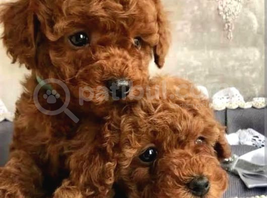 Red Brawn Poodle Bebekler