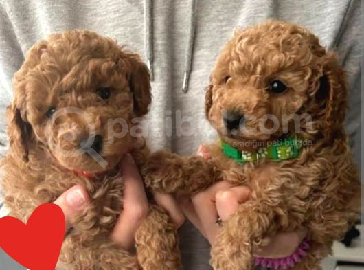 Red Brawn Poodle Bebekler görsel