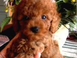 Red Brawn Poodle Bebekler