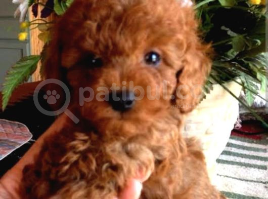 Red Brawn Poodle Bebekler görsel