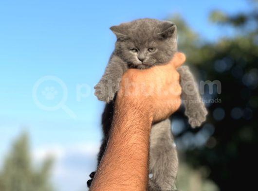 Ayi Surat Bri̇ti̇sh Shorthai̇r İsteyene Her İle Gönderi̇m görsel
