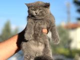 Ayi Surat Bri̇ti̇sh Shorthai̇r İsteyene Her İle Gönderi̇m