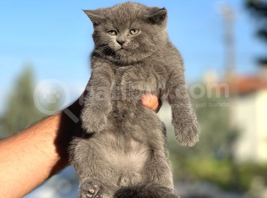 Ayi Surat Bri̇ti̇sh Shorthai̇r İsteyene Her İle Gönderi̇m görsel