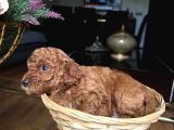 Minik Toy Poodle