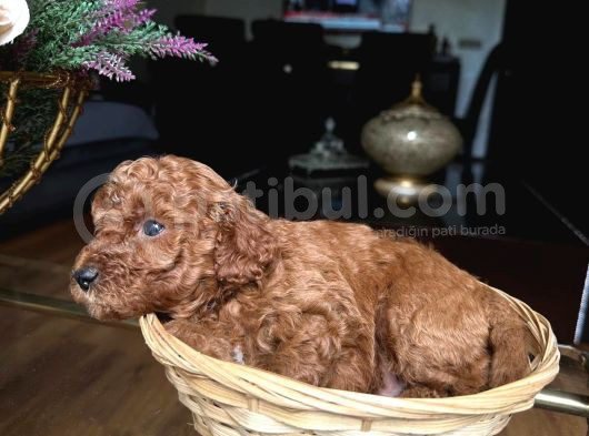 Minik Toy Poodle görsel