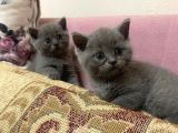 Safkan British Shorthair Yavrularımız Yeni Yuvalarına Hazır