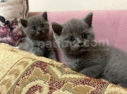 Safkan British Shorthair Yavrularımız Yeni Yuvalarına Hazır görsel