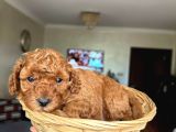 Minik Toy poodle