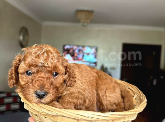 Minik Toy Poodle