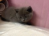 Safkan British Shorthair Yavrularımız Yeni Yuvalarına Hazır