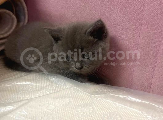 Safkan British Shorthair Yavrularımız Yeni Yuvalarına Hazır görsel