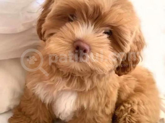 Kahve tonlu puppy kıvırcık tüylü MALTİPO CİNSİ 