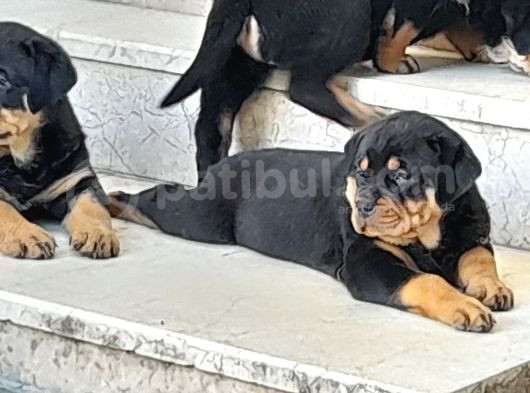 Koca Kafa Küt Burun 8000 görsel