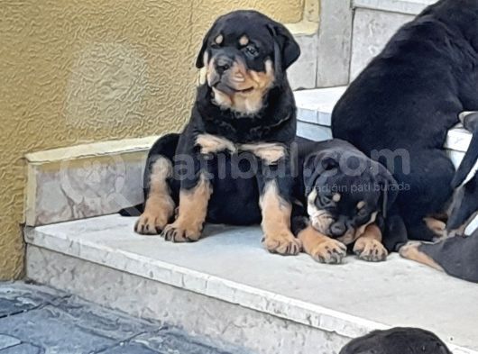 Koca Kafa Küt Burun 8000 görsel