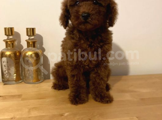Safkan Red Brown Yavrulari