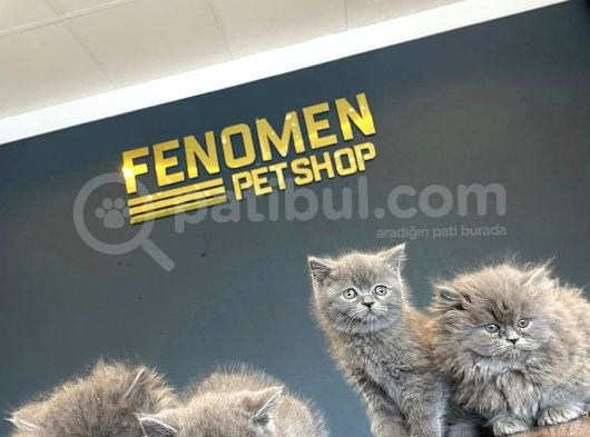 Mükemmel British Yavrularimiz Güncel Ankara görsel