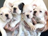 Orji̇nal Frenç Buldoğ Yavrularimiz Fenomen Pets Ankara