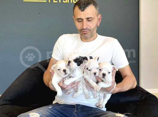 Orji̇nal Frenç Buldoğ Yavrularimiz Fenomen Pets Ankara görsel