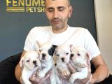 Orji̇nal Frenç Buldoğ Yavrularimiz Fenomen Pets Ankara