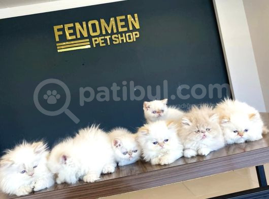 Mükemmel British Yavrularimiz Güncel Ankara görsel