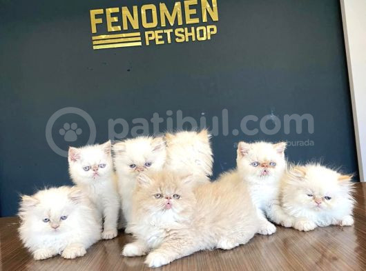 Mükemmel British Yavrularimiz Güncel Ankara