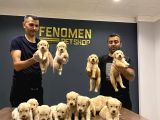 Baby Face Golden Retriewer Yavrularimiz Güncel Ankara