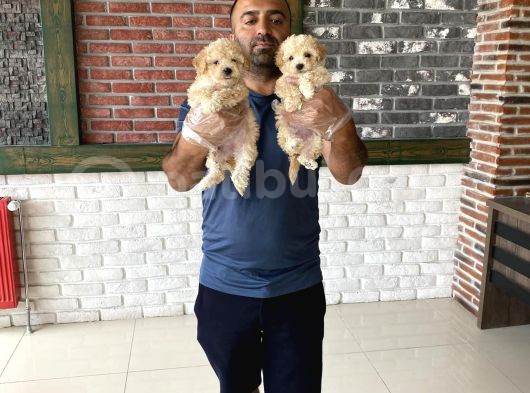 Orji̇nal Mi̇ni̇ Boy Malti̇poo Yavrularimiz Güncel Ankara