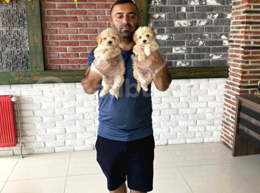 Orji̇nal Mi̇ni̇ Boy Malti̇poo Yavrularimiz Güncel Ankara görsel