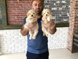 Orji̇nal Mi̇ni̇ Boy Malti̇poo Yavrularimiz Güncel Ankara
