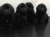 3 Aylık Newfoundland Köpek Yavrularımız Yeni Sahibini Arıyor