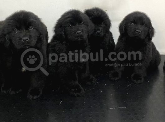 3 Aylık Newfoundland Köpek Yavrularımız Yeni Sahibini Arıyor görsel
