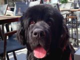 3 Aylık Newfoundland Köpek Yavrularımız Yeni Sahibini Arıyor