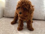 Orjinal kore kan toy poodle